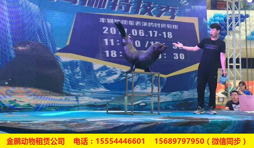 星空体育app下载：宜州海狮出租价格多少钱(图1)